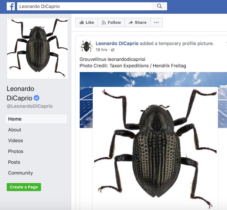leonardo-dicaprio-beetle-facebook.png