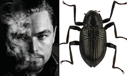 leonardo-dicaprio-beetle-diptych.jpg