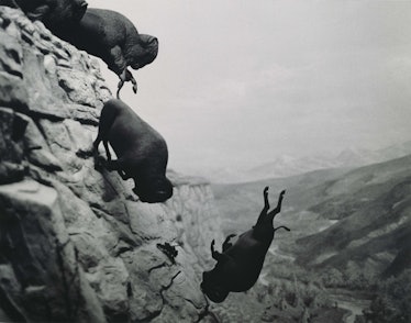 1988-89-Untitled-(Falling-Buffalo)-27.5x34.5-2-copy.jpg