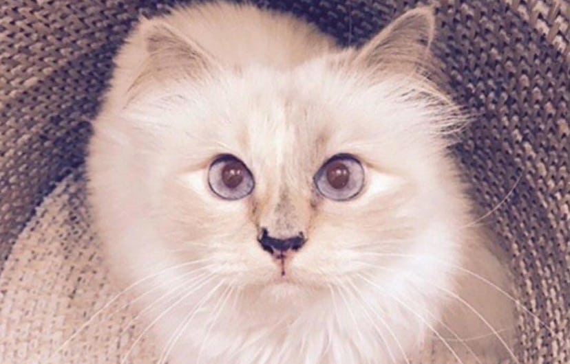 choupette birthday.jpg