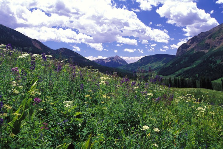 Colorado, West Maroon Pass, Crested Butte Side.