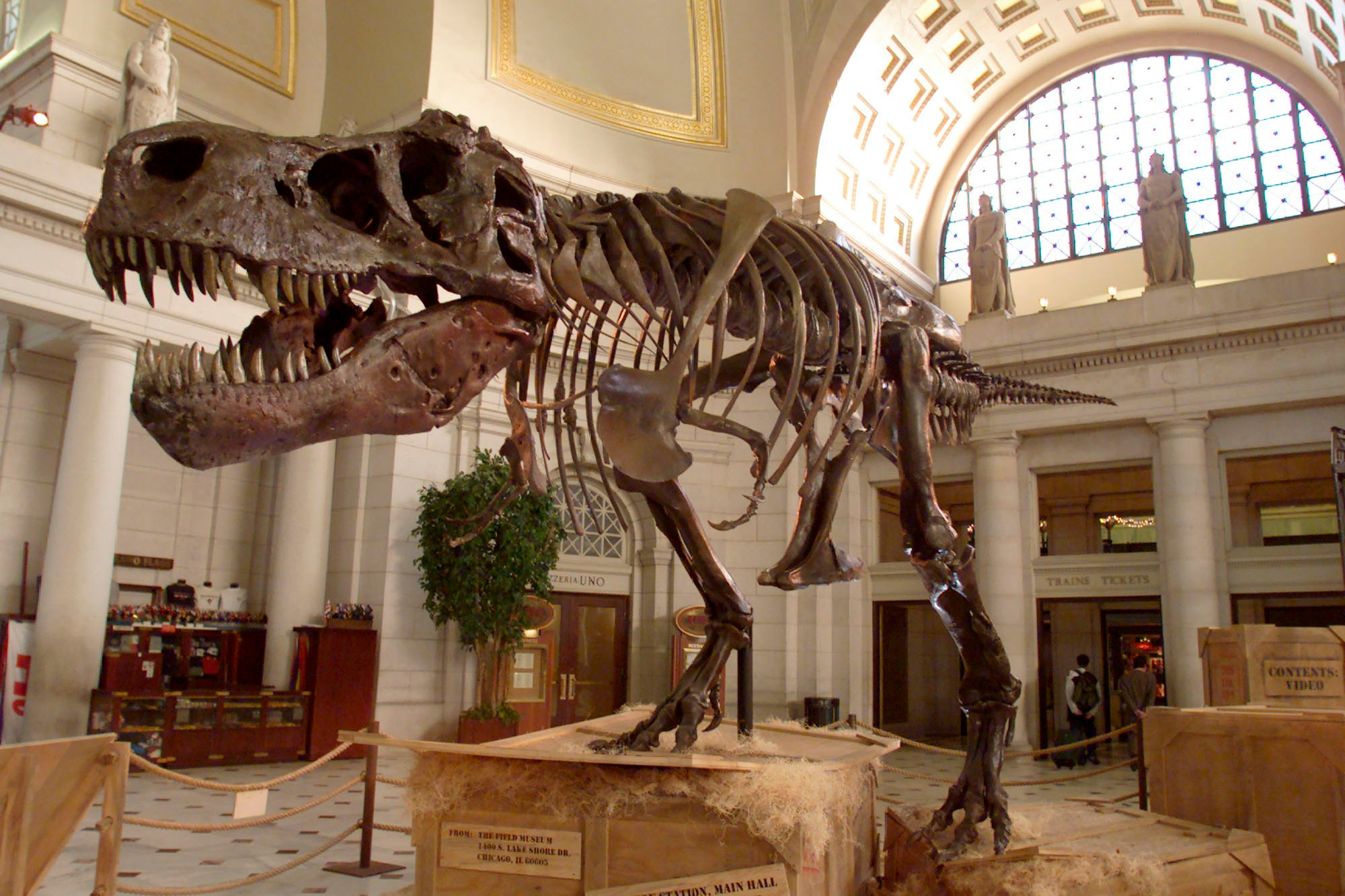 Buy real dinosaur online fossils