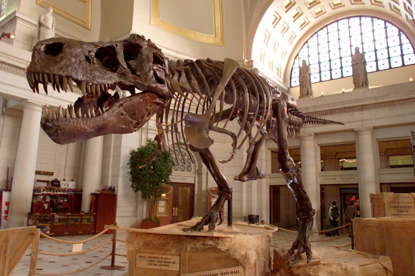 Sue the Tyrannosaurus Rex on Display in Washington D.C.