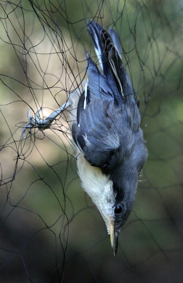 A pygmy nuthatch is ensnared in a mist net in Tahquitz Canyon on June 22, 2009 set up by researcher