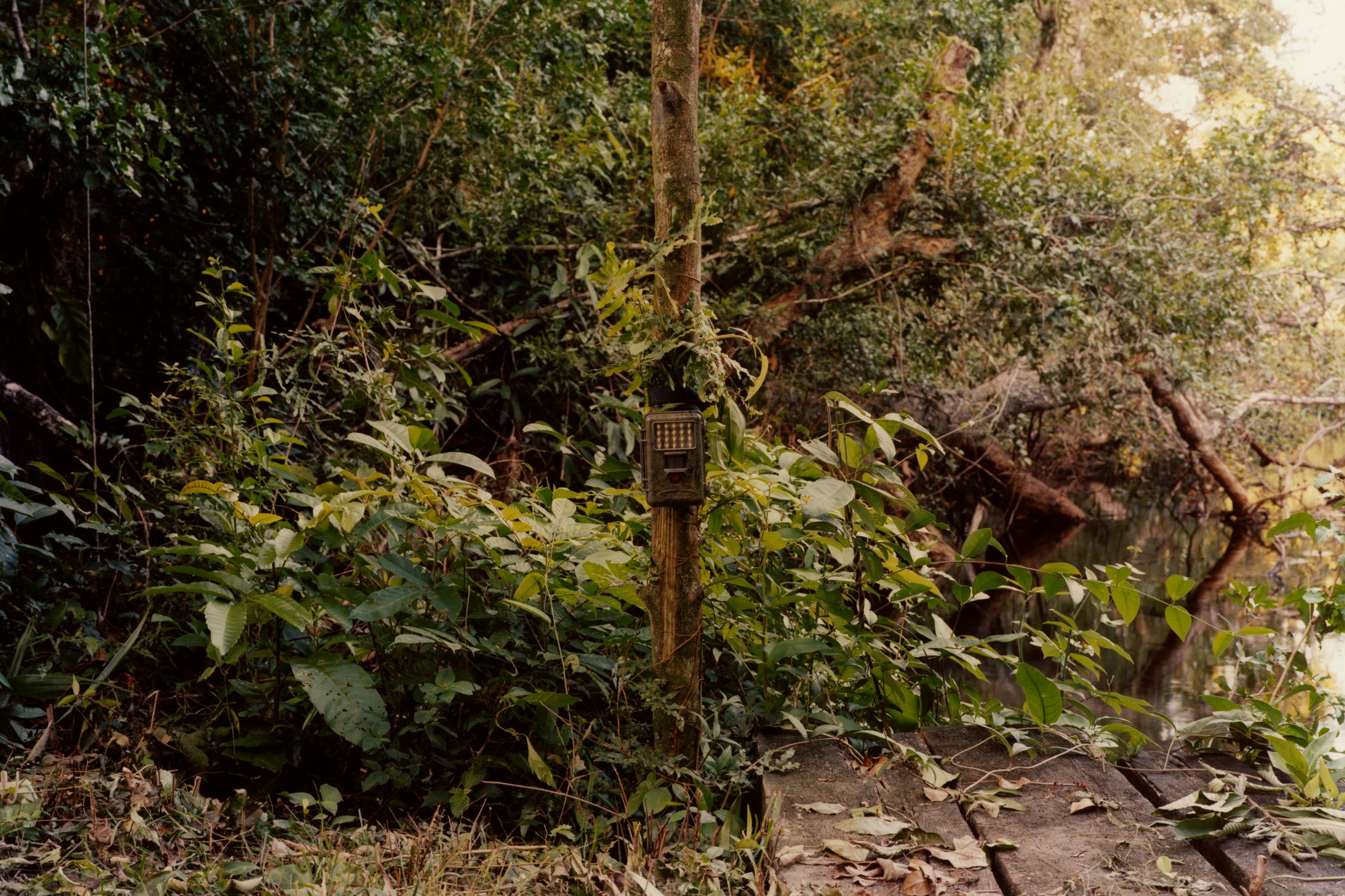 Colin Dodgson's Deeper Green is a Thoughtful Visual Ode to Colin Dodgson's Deeper Green is a Thoughtful Visual Ode to