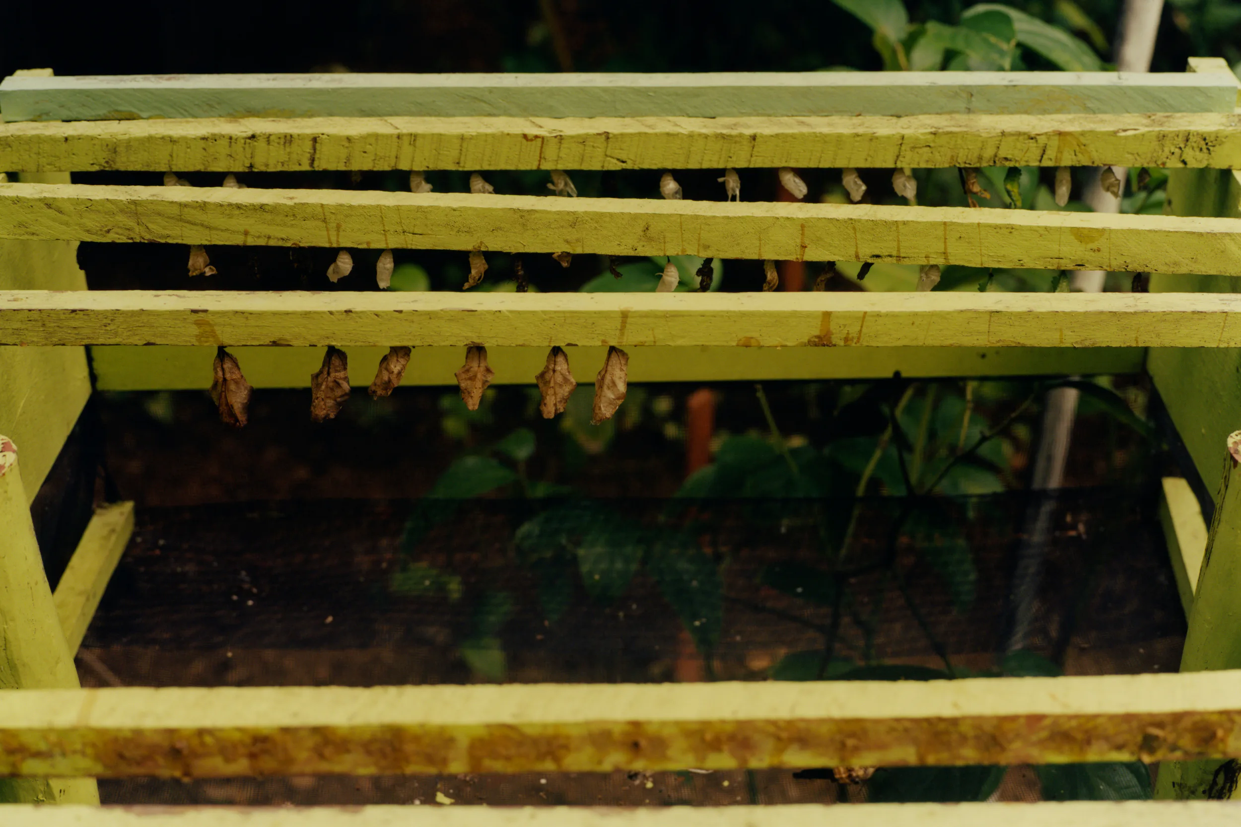 Colin Dodgson's Deeper Green is a Thoughtful Visual Ode to