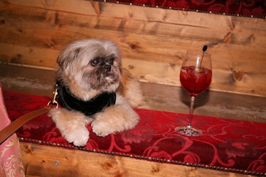 A dog sitting next to a glass at the Save Venice party