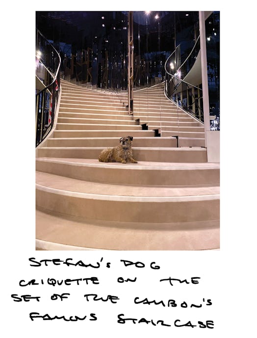 A small dog sitting on beige velvet carpet steps