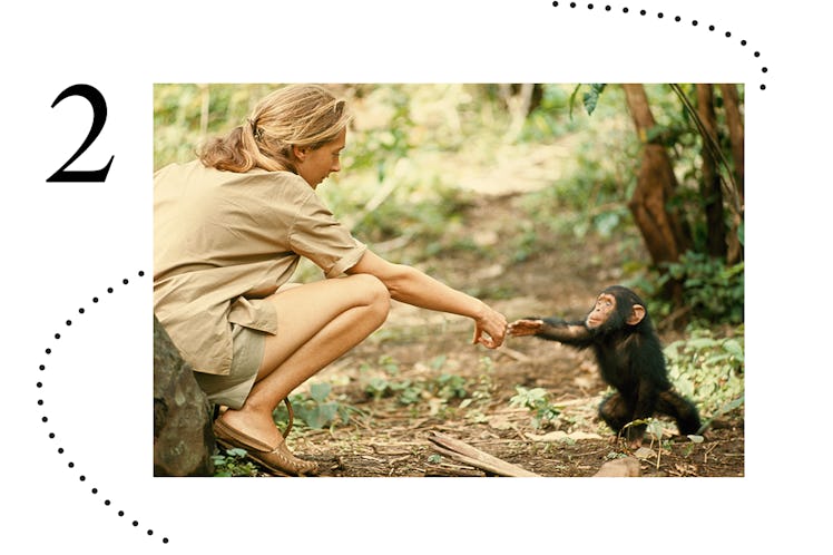 Primatologist Jane Goodall extending her arm towards a chimpanzee in Tanzania
