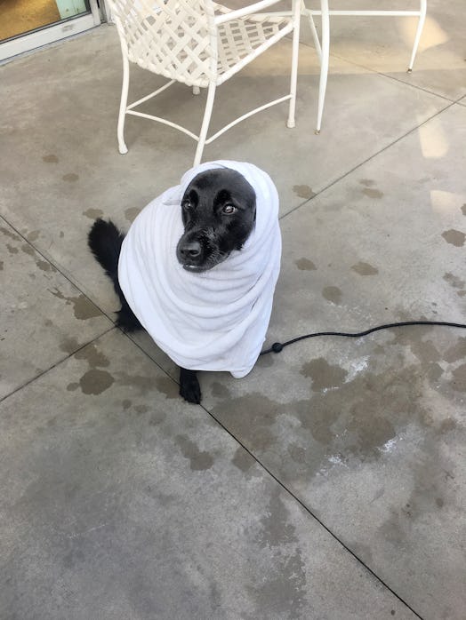 A black dog standing while covered with a white towel