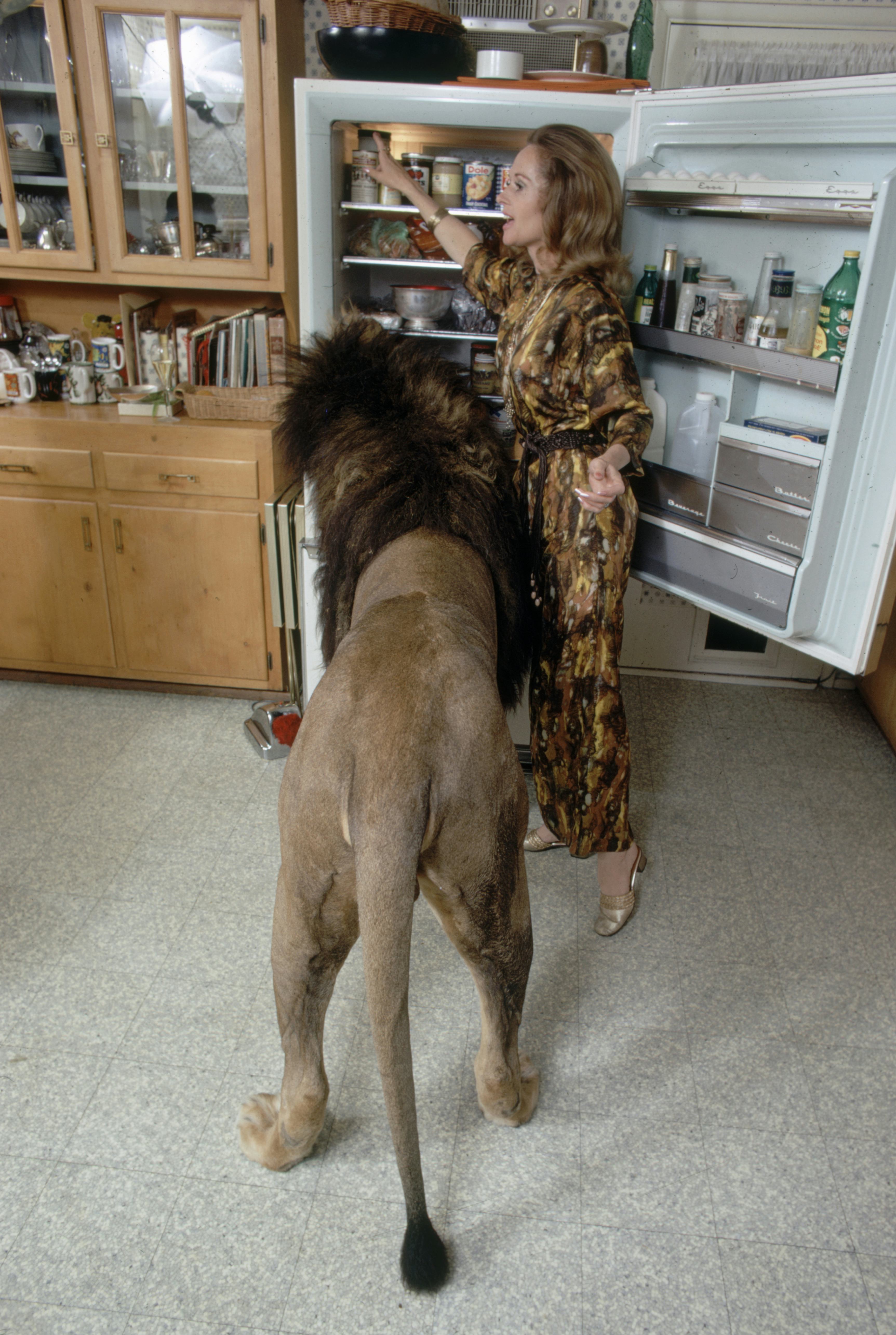 Tippi hedren cat store sanctuary