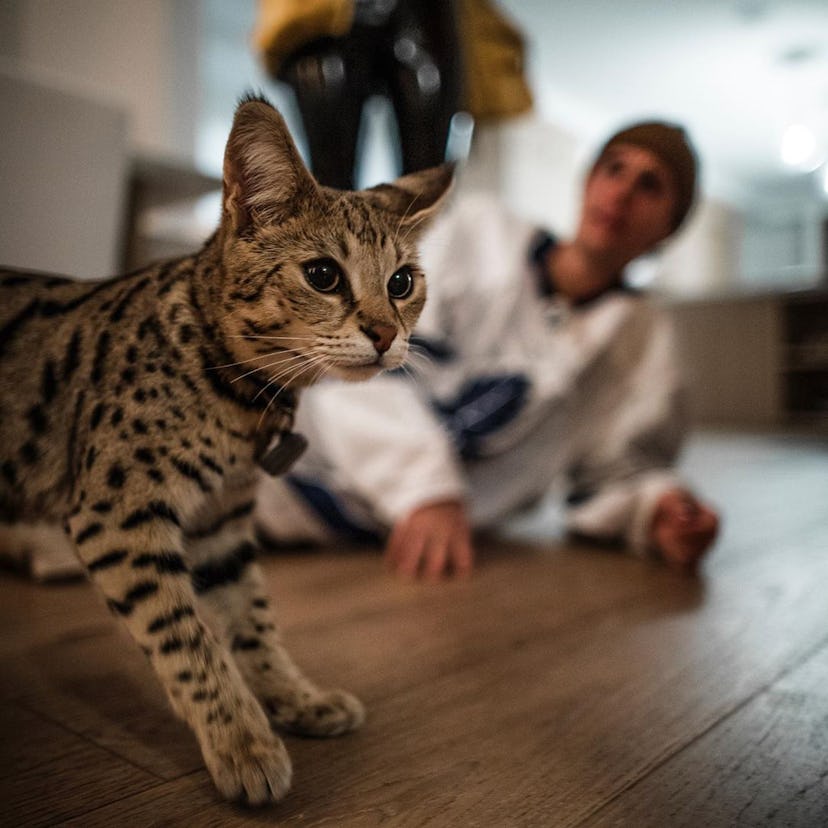 Justin Bieber and his cat, Sushi.