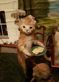 A taxidermical cat