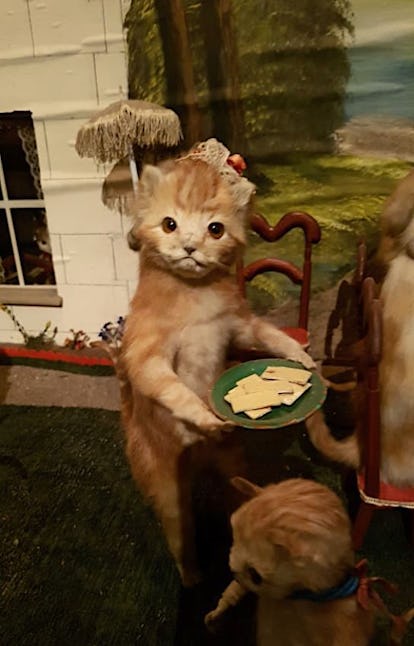 A taxidermical cat