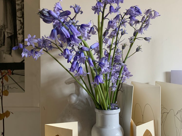 Back garden blue bells that Simone picked for the living room