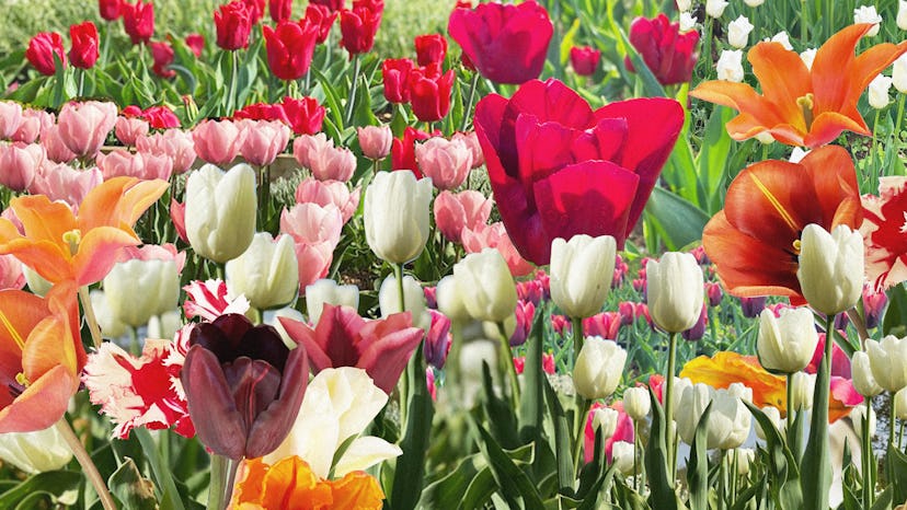 A collage with tulips in different sizes and colors
