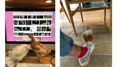 A two-part collage with Katy Stubbs' working on her computer and two chickens, and a chicken on her ...