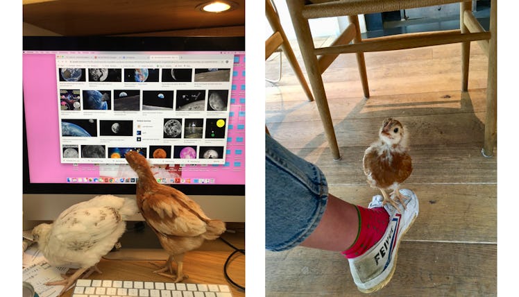 A two-part collage with Katy Stubbs' working on her computer and two chickens, and a chicken on her ...