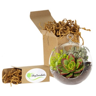 Large Glove Terrarium Kit