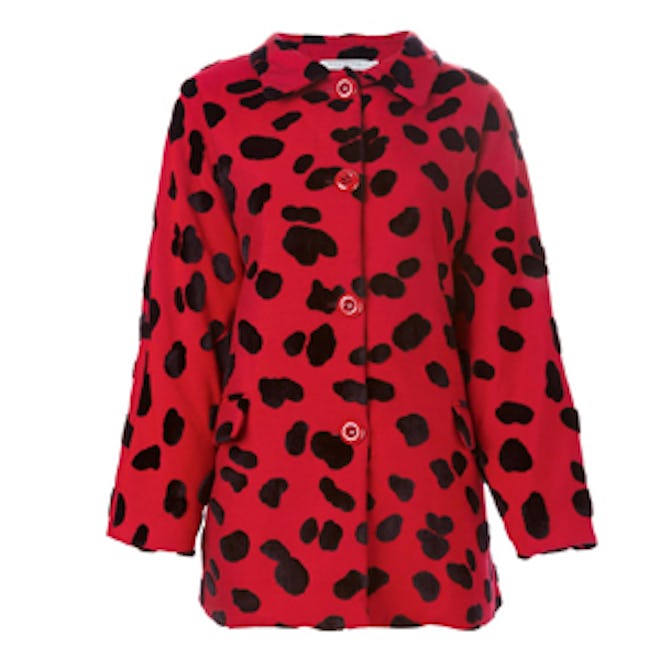 Dalmatian Spotted Coat