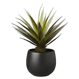 Potted Succulent with Black Pot