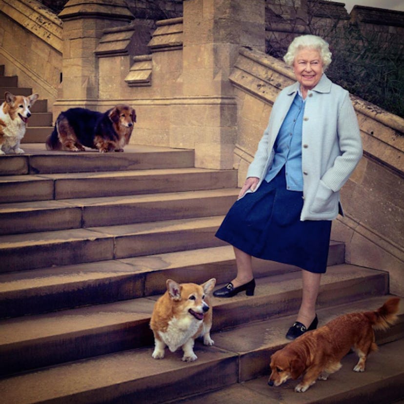 The Queen Elizabeth smiling while standing next to her Corgis