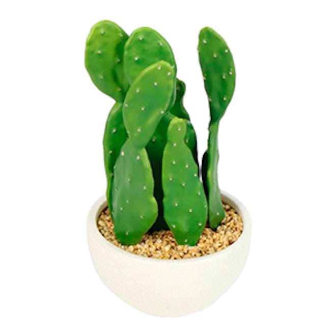 Cactus in White Pot