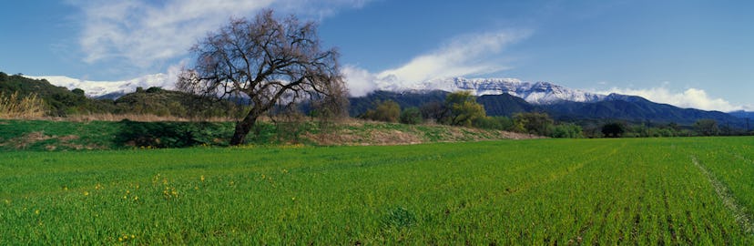 A grass field in Ojai, California